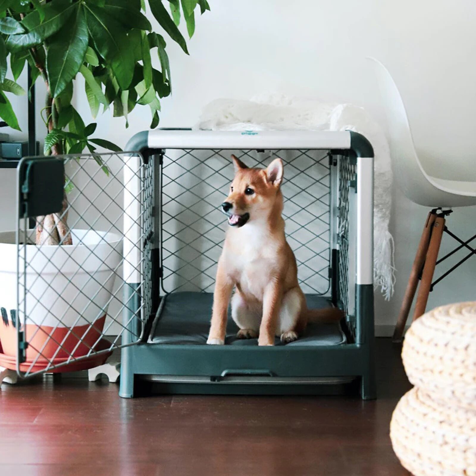 Diggs Grey Revol Dog Crate by Diggs Pet Dwell