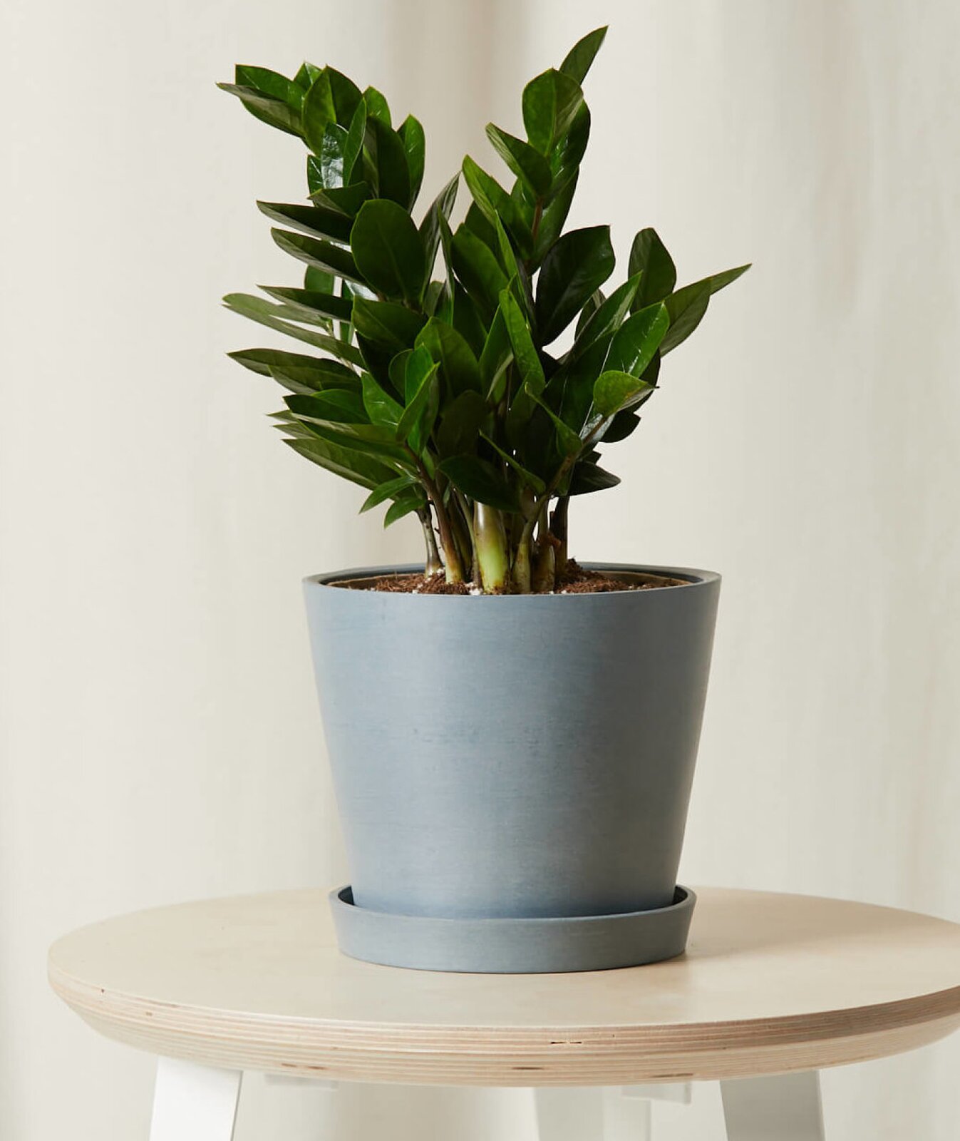 Bloomscape Potted ZZ Plant- Medium by Bloomscape - Dwell