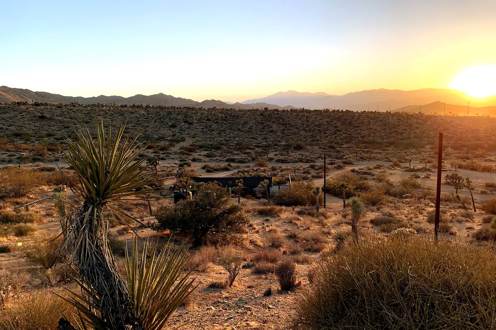 Photo 10 of 10 in They Run Hedley & Naturally, Their Yucca