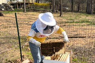 What to Expect If You Want to Be a Backyard Beekeeper