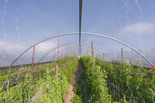 They also continuously source from small indie farms in both Marin County and Santa Cruz.