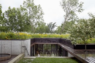 Nature Reigns Supreme at a Verdant Kansas City Home - Photo 1 of 9 - Stained cedar, ipe, and concrete form the 2,500-square-foot home's modern palette. Indigenous wildflowers and native grasses grow on top of the structure; this planted roof also helps insulate the home and limit its energy needs.