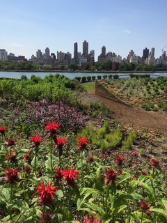 Currently on view, Meg Webster's "Concave Room for Bees" is a topographic work that's made of 300 cubic yards of soil.