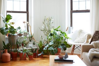 Many of the plants in the apartment were purchased at Sprout Home and Crest Hardware in Brooklyn. Cecilia, who is also a ceramic artist, made some of the planters, while others are picks from some of her favorite ceramicists.