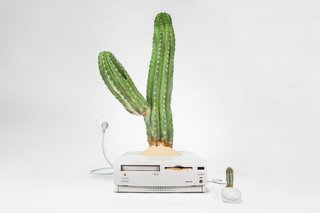 Plant Your Mac! By Monsieur Plant - Photo 3 of 7 -