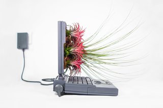 Plant Your Mac! By Monsieur Plant - Photo 5 of 7 -