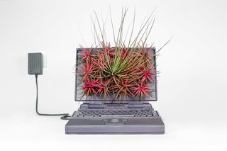 Plant Your Mac! By Monsieur Plant - Photo 6 of 7 -