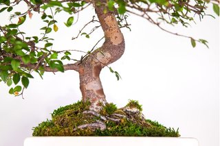 Plant Your Mac! By Monsieur Plant - Photo 7 of 7 -