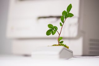 Plant Your Mac! By Monsieur Plant - Photo 1 of 7 -