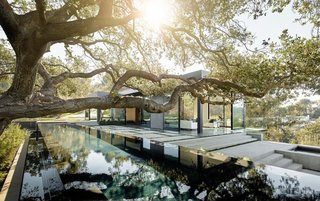 Because the architects wanted to showcase the view of one of the more majestic oaks on the property, they placed a lap pool below the tree so the mirror-like surface of the water would gracefully reflect its image. 