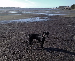 Curly's Cove:
One Man's Trash... - Photo 9 of 9 - Curly in her cove (at low tide, her favorite!) 