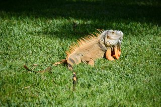 Hot Tropic
Part 3 - Photo 4 of 7 - Soaking in the sun, these guys were scattered everywhere over the 83 acres. 