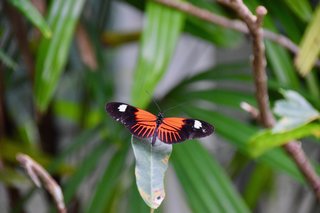 Hot Tropic
Part 3 - Photo 6 of 7 - Into the butterfly room.