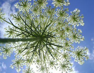 Queen Anne's Lace inspired the final form of the Petal Collection.