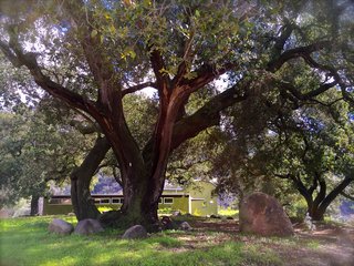 Set on 40 Enchanting Acres in Ojai, This Award-Winning Green Residence Is on the Market For $2.2M - Photo 9 of 10 - The house is surrounded by a mature California Coast Live Oak Forest.