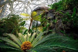 Exposure to nature is proven to put people at ease and help them think more creatively, so the Spheres are designed to help Amazon employees feel and work their best.