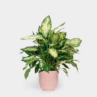 Related to the philodendron, the dieffenbachia contains the same oxalate crystals. However, unlike philodendrons, dieffenbachia ingestion usually produces only mild-to-moderate symptoms. If a leaf is chewed, it can cause a oral irritation, intense burning, and irritation of mouth, tongue and lips, excessive drooling, difficulty swallowing, and vomiting. Other names include charming dieffenbachia, giant dumb cane, tropic snow, dumbcane, exotica, spotted dumb cane, and exotica perfection. 