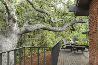 Old-growth trees frame the property. 
