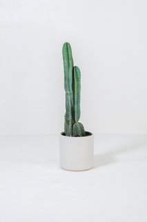 "Cacti are truly masters of adaptation and perseverance. There are some species that have adapted to grow in extremely high altitudes and can survive through below-freezing temperatures. Other species of cacti can grow in some of the most remote and arid deserts in the world," says Solie. 