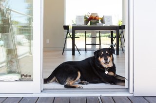 Monogram Modern Home Shows Some Southern Hospitality - Photo 8 of 8 - Even furry guests felt right at home.
