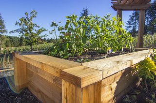 Because redwood resists rot, decay, and insects, gardeners can worry less about watering and plant-eating bugs.
