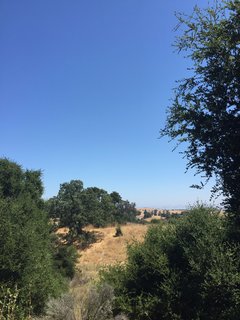 Oaks and grassy hills. 