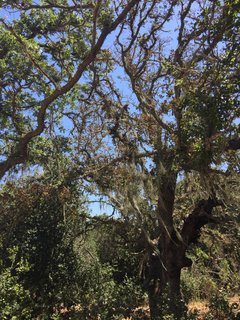 Mossy oak trees. 