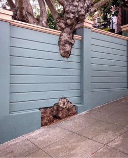 15 Brilliant Designs That Work Around Nature - Photo 4 of 15 - Far Out Flora captures this thoughtful fence design she discovered in San Francisco's Marina District.