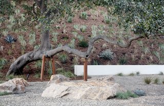 15 Brilliant Designs That Work Around Nature - Photo 15 of 15 - Landscape architectural studio Terremoto cares for this tree by building a support that will allow it to continue growing in the direction it's going.