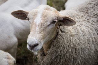 Summer Graze - Photo 5 of 7 -