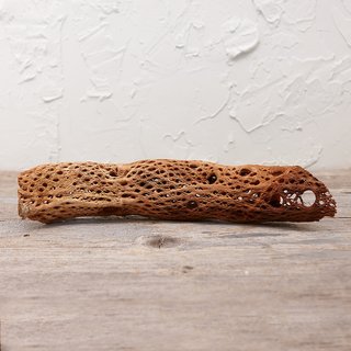 Terrain Dried Cholla Cactus Segment ($26)