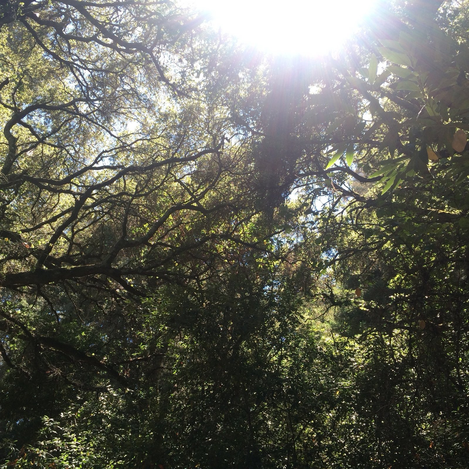 Photo 10 of 12 in Redwoods by Emilie Hamel - Dwell