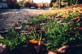 The Opinionated Leica Q - Photo 8 of 9 - Fall leaves enthroned in light at roadside in Sherwood, OR.
