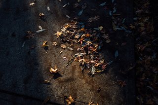 The Opinionated Leica Q - Photo 9 of 9 - A narrow beam of light hits some dead leaves on the pavement.