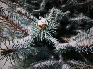 Snow rests gently on evergreen needles on a cold, winter day.