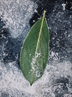 The outline and detail of a lone leaf are sharpened by the icy street.