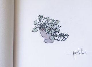 Put a Plant on It | Clean Air, Easy Care: Pretty, Tough Houseplants that Purify - Photo 4 of 4 -