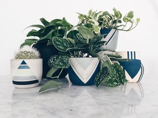 Put a Plant on It | Clean Air, Easy Care: Pretty, Tough Houseplants that Purify - Photo 1 of 4 -