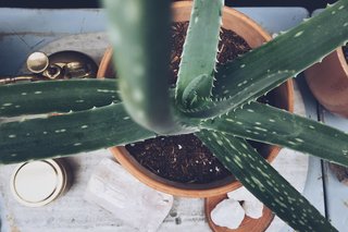 Put A Plant On It | Aloe Edition - Photo 3 of 5 -