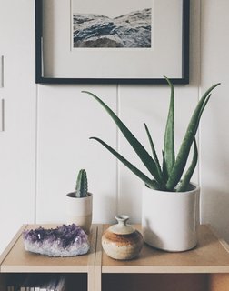 Put A Plant On It | Aloe Edition - Photo 4 of 5 -
