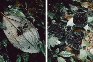 Within Ecuador's Most Beloved Cloud Forest, A Luxury Lodge - Photo 9 of 10 -