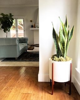 5 Houseplants You Can’t Kill - Photo 1 of 5 -