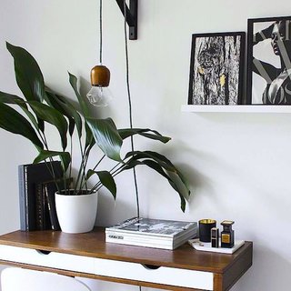 5 Houseplants You Can’t Kill - Photo 2 of 5 -