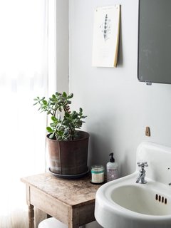 5 Houseplants You Can’t Kill - Photo 3 of 5 -