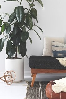 5 Houseplants You Can’t Kill - Photo 5 of 5 -