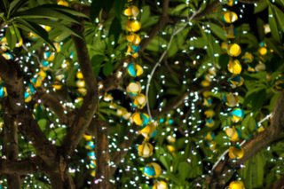 5 Ways To Update Your Garden In The New Year - Photo 1 of 3 -