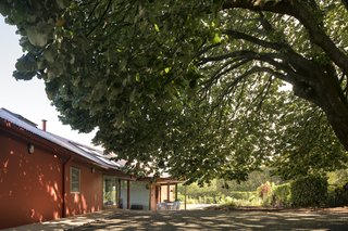 A Bright Red Island Residence Embraces a Linden Tree - Photo 3 of 13 - A large linden tree in the courtyard