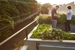 This Slender Concrete Home in Brazil Feels Like an Urban Jungle - Photo 11 of 13 - An organic rooftop garden allows the homeowners to harvest fresh ingredients.