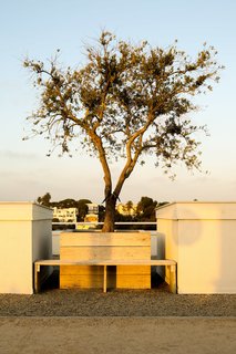 The olive tree—which is 100 years old—had to be placed in the roof garden with a crane.