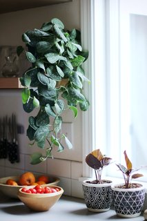 Plants in patterned pots add a little character to this cool, Scandinavian-inspired space.